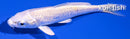 4.25" PLATINUM OGON