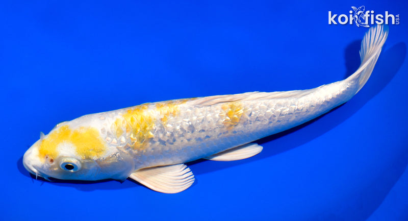 11" GINRIN HARIWAKE