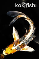 7" DOITSU KUJAKU BUTTERFLY