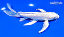 7.25" ARAGOKE PLATINUM OGON BUTTERFLY