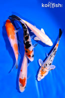 PACK OF (5) 4-5" STANDARD KOI
