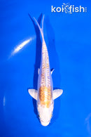 5" DOITSU LEMON HARIWAKE
