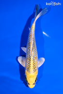 5.5' KUJAKU