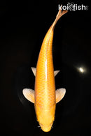 13.5" YAMABUKI OGON