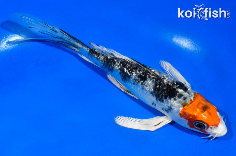 5" YAMATO NISHIKI BUTTERFLY