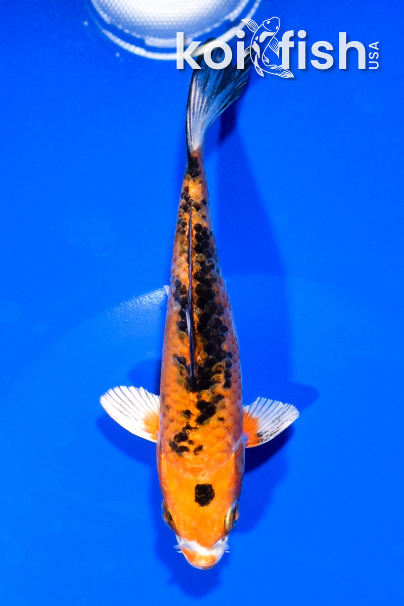 5" YAMATO NISHIKI