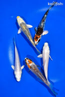 PACK OF (5) 4-4.5" STANDARD KOI