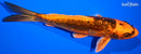 6.75" BENI KIKOKURYU