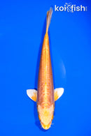 7.5" DOITSU ORENJI OGON