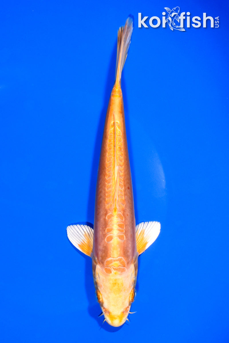 7.5" DOITSU ORENJI OGON