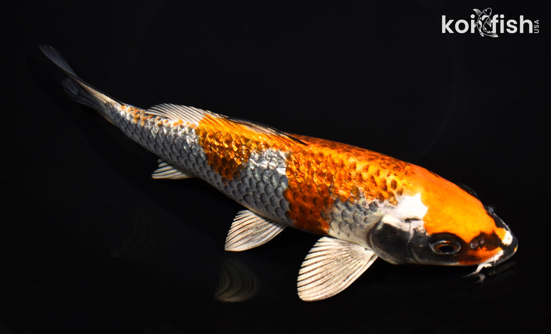 8.5" GINRIN BENI GINGA