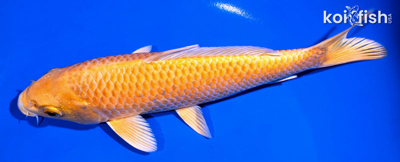 7" ORENJI OGON