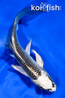 4.5" GINGA BUTTERFLY