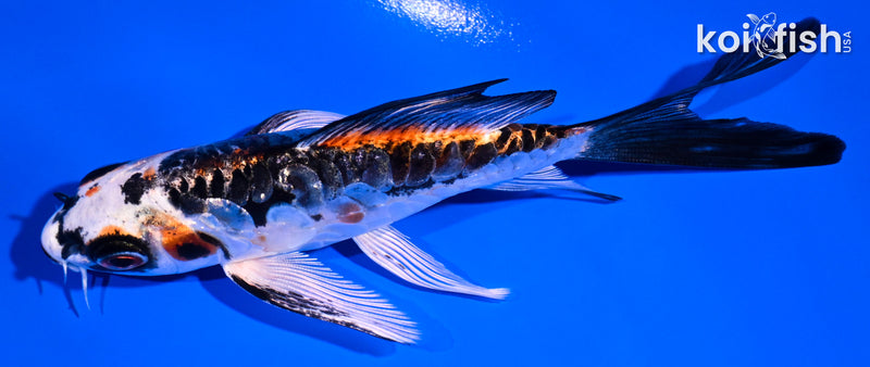 4.75" ARAGOKE BENI KIKOKURYU BUTTERFLY