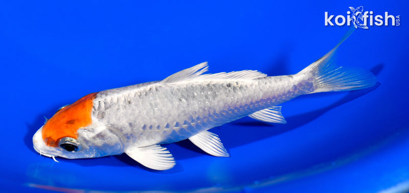 5.25" TANCHO YAMATO NISHIKI