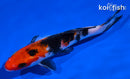 5.5" SANKE
