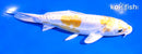 5.5" DOITSU LEMON HARIWAKE