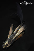 5.5" ARAGOKE BENI KIKOKURYU BUTTERFLY