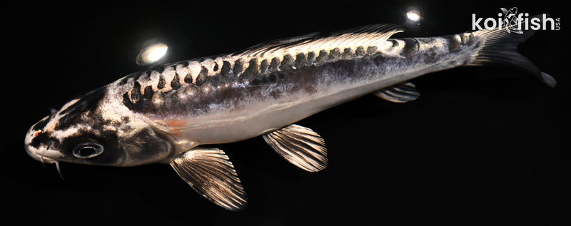 7.75" BENI KIKOKURYU