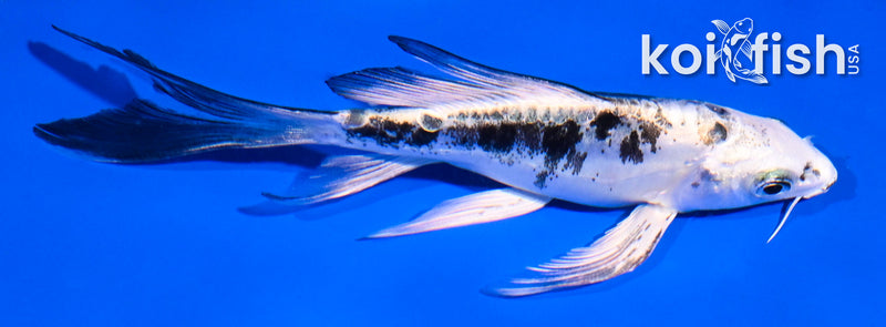 4.5" DOITSU GIN SHIRO BEKKO BUTTERFLY