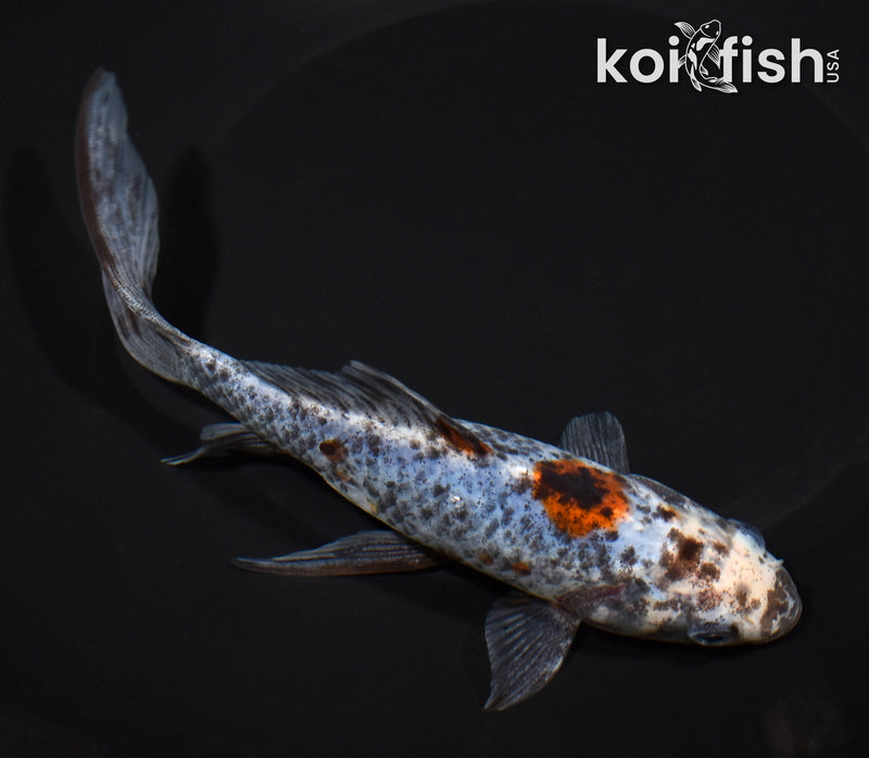 7.25" SHUBUNKIN GOLDFISH