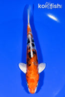 5.75" HEISEI NISHIKI