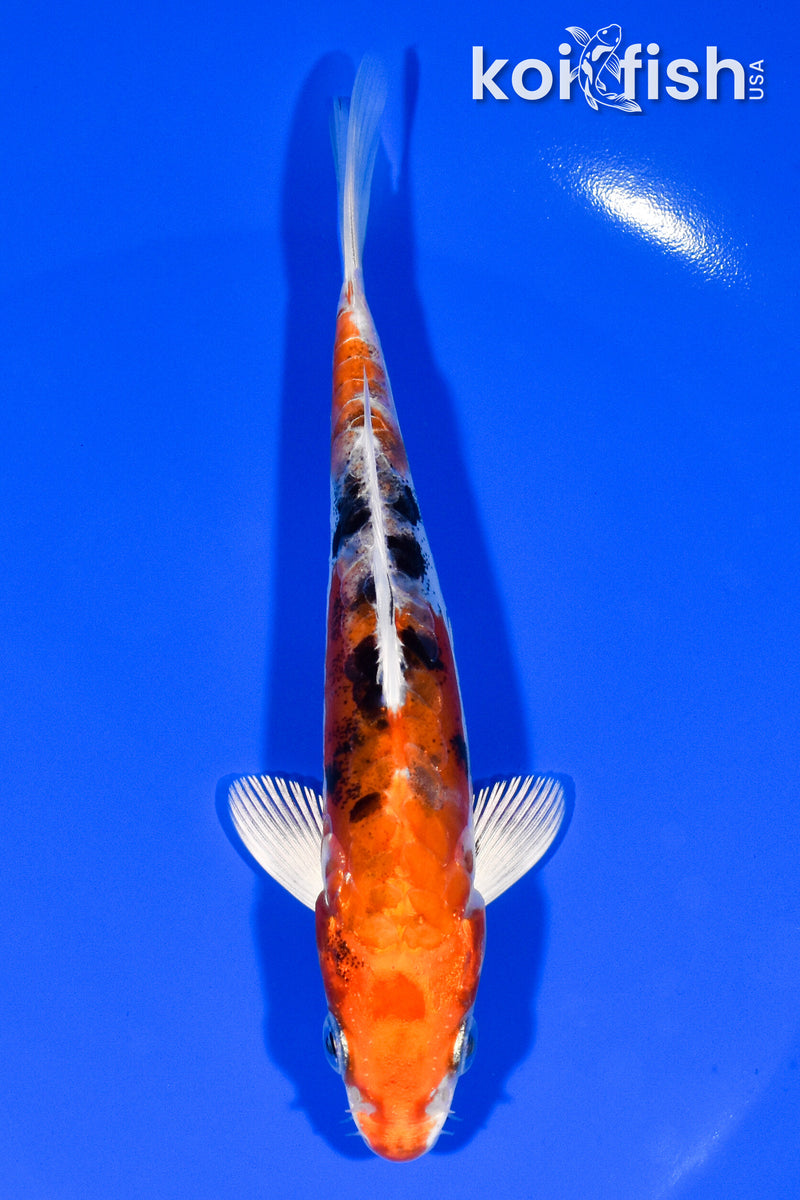 5.75" HEISEI NISHIKI
