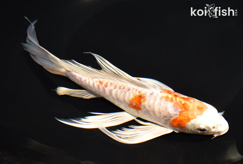 8.5" ARAGOKE HEISEI NISHIKI BUTTERFLY