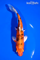 6.75" YAMATO NISHIKI