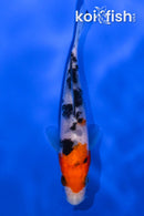 4.5" SANKE