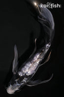 9.5" GINRIN MATSUKAWABAKE BUTTERFLY