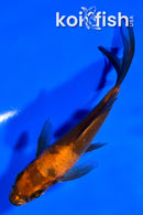 5" HI UTSURI BUTTERFLY