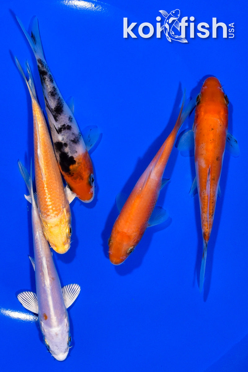 PACK OF (5) 3.75-4" STANDARD KOI