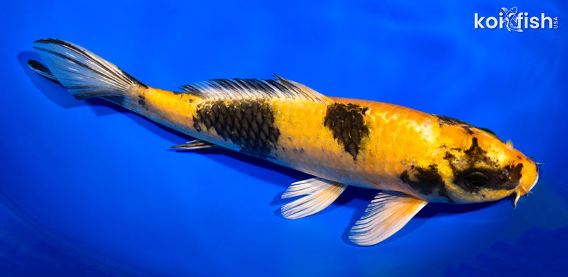 11.75" KIN KI UTSURI
