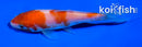 4" KOHAKU