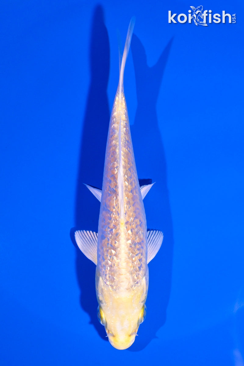 5.25" GINRIN YAMABUKI OGON