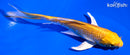 5.75" GINRIN LEMON HARIWAKE BUTTERFLY