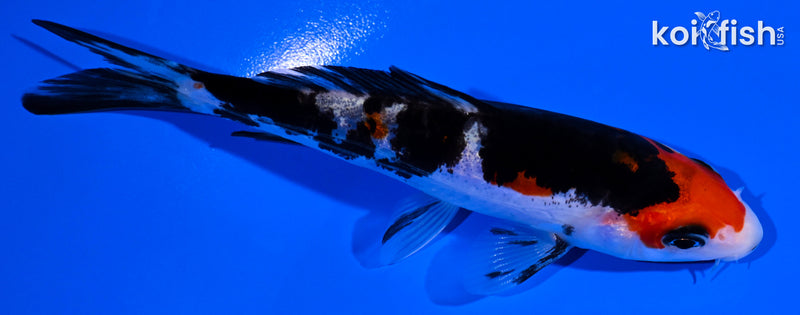 4.5' DOITSU SANKE