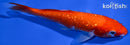 6.75" GINRIN IPPON HI KOHAKU