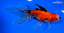 6" CALICO WATONAI GOLDFISH