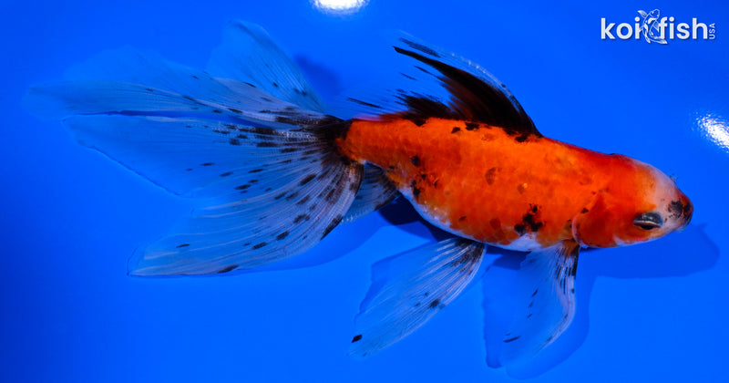 6" CALICO WATONAI GOLDFISH