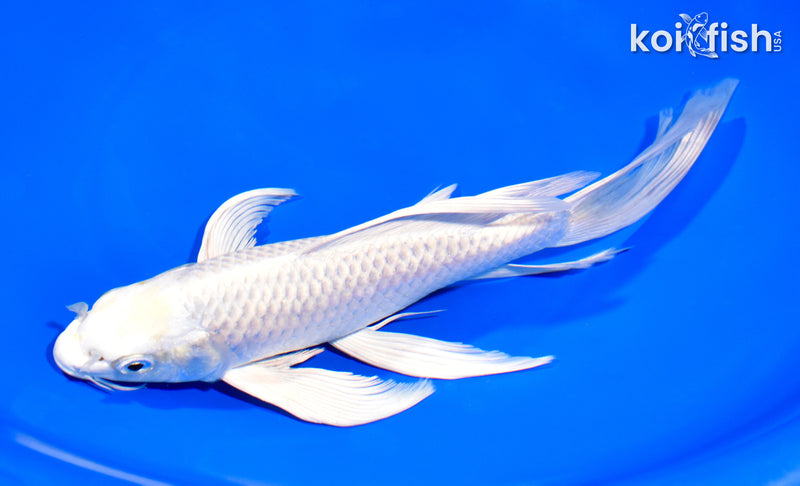 9" PLATINUM OGON BUTTERFLY