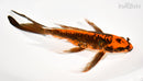9" ARAGOKE BENI KIKOKURYU BUTTERFLY