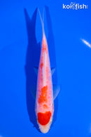 6" MARUTEN KOHAKU