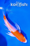 4.5" HARIWAKE BUTTERFLY