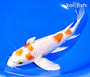 9.25" MARUTEN HARIWAKE BUTTERFLY
