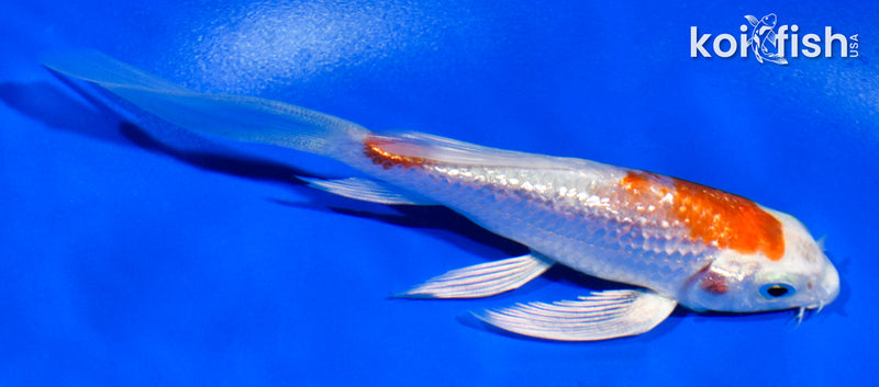 4.5" GINRIN HARIWAKE BUTTERFLY