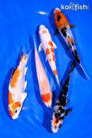 PACK OF (5) 4-5" STANDARD KOI