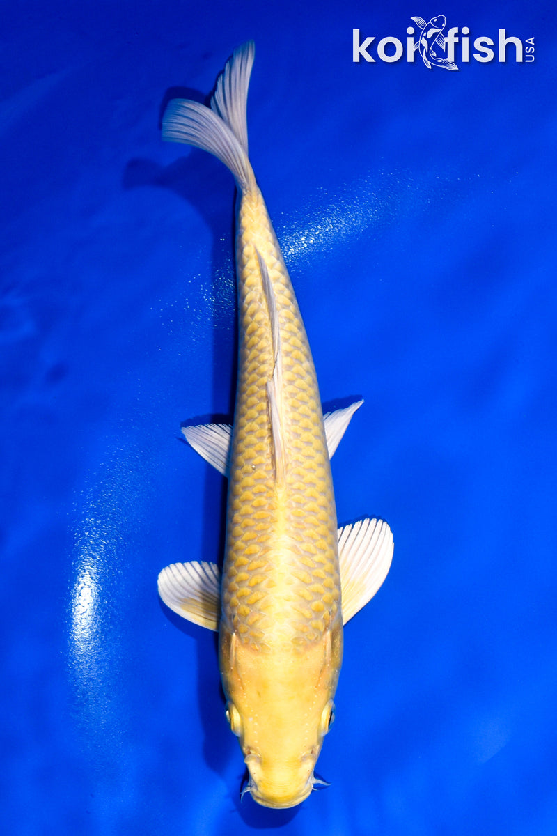 11" YAMABUKI OGON
