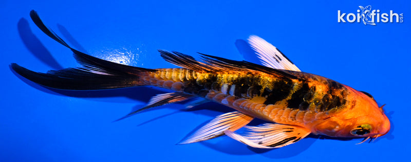4.75' ARAGOKE ORENJI BEKKO BUTTERFLY